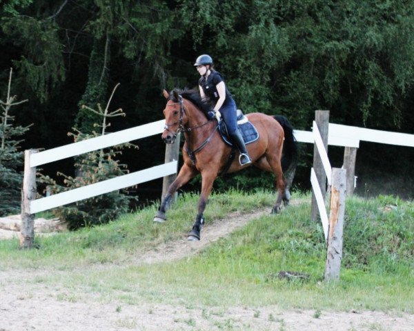 horse Cordio (Oldenburg,  , from Cordial Medoc)