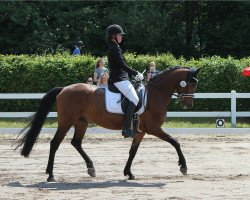 dressage horse Valentin S (German Riding Pony, 2005, from Three-B-Valerian)