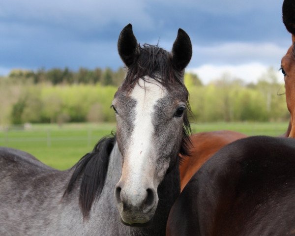 Zuchtstute Pretty Philippa (Trakehner, 2016, von Touch my Heart)