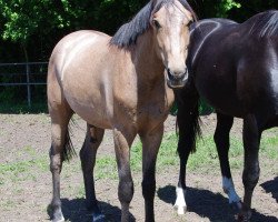 Pferd Pilgrim (Trakehner, 2015, von Connery)