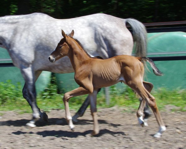 Springpferd Pinot (Trakehner, 2017, von Karl Lagerfeld)