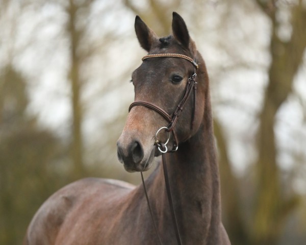 Zuchtstute Lillyfee L (Trakehner, 2014, von Goldschmidt)