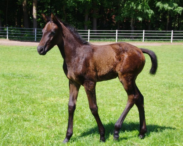 broodmare Lakota (Trakehner, 2017, from Duke of Hearts xx)