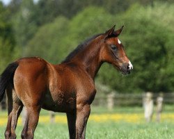 Pferd Lavinia L (Trakehner, 2016, von Duke of Hearts xx)