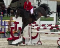 jumper Kikanalo (Danish Warmblood, 2006, from Godsend du Reverdy)