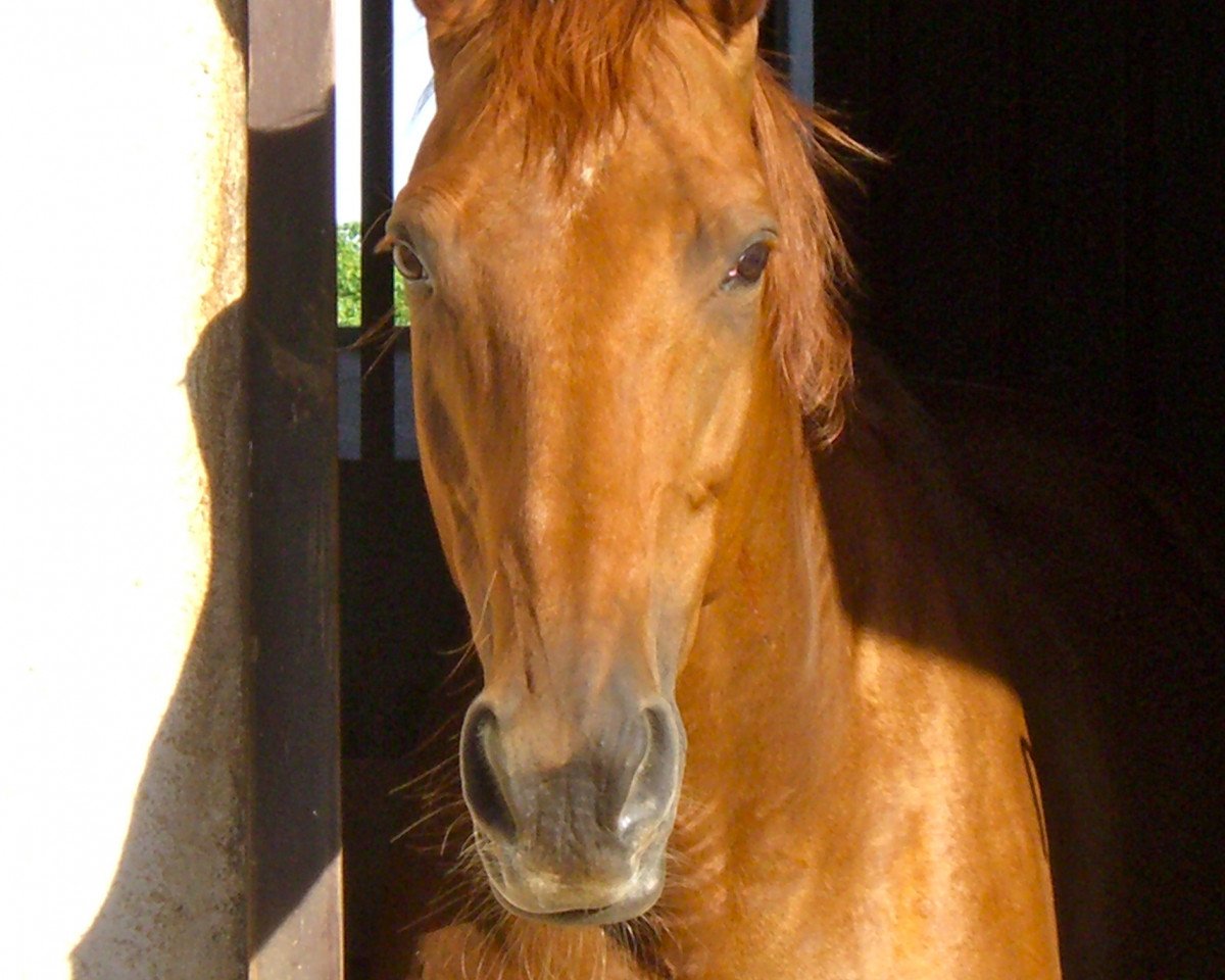 broodmare Fiona XIII (Trakehner, 1990, from Kostolany)