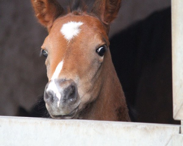 Zuchtstute Alizee (Trakehner, 2017, von E.H. Millennium)