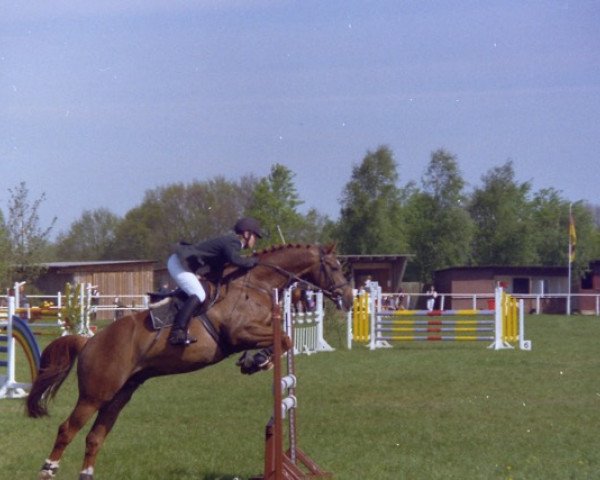 Pferd Red Pepper 6 (Koninklijk Warmbloed Paardenstamboek Nederland (KWPN), 1995, von Topas)