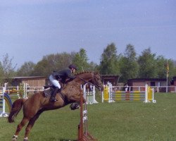 Pferd Red Pepper 6 (KWPN (Niederländisches Warmblut), 1995, von Topas)