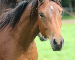 jumper Avici 8 (Trakehner, 2015, from Schwarzgold)