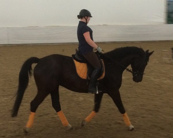 broodmare Tacqui (Zweibrücken, 2000, from Tabaluga)