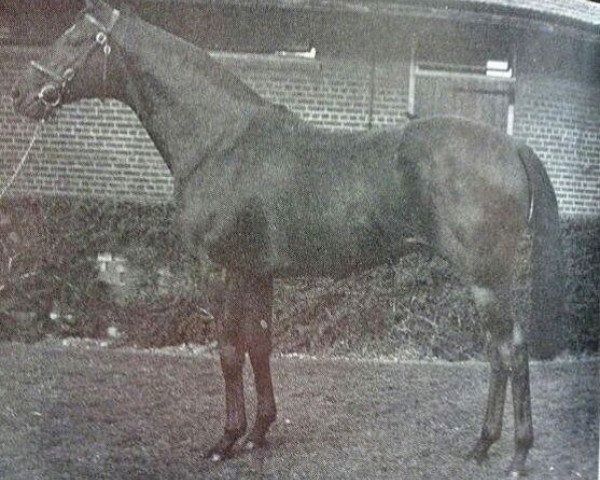 stallion Manado xx (Thoroughbred, 1973, from Captain's Gig xx)