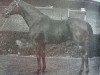 stallion Manado xx (Thoroughbred, 1973, from Captain's Gig xx)