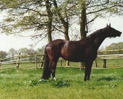 broodmare Altane (Hanoverian, 1980, from Argentan I)