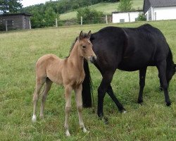 Springpferd Chispy (Kleines Deutsches Pony, 2017, von Chic in Time)