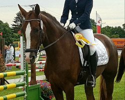 dressage horse Quirina Belle (Westphalian, 2012, from Quaterback)