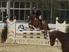 jumper Canberra 59 (Hanoverian, 2011, from Canstakko)