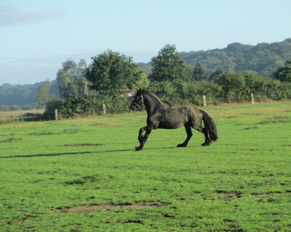 Pferd Wilko fan Kolmerhof (Friese, 2007, von Lolke 371)