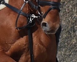 dressage horse Rubidon's Revolverheld (German Sport Horse, 2010, from Rubidon)