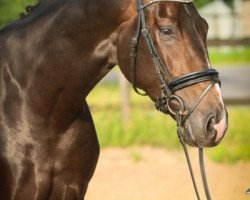 dressage horse Sparrow 3 (Oldenburg, 2013, from Self made)