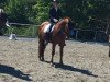 dressage horse Robin Fly 7 (Württemberger, 2004, from Rubin Royal OLD)