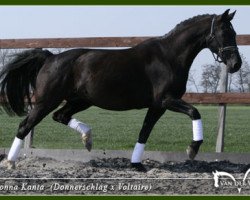 broodmare Donna Kanta (Rhinelander, 1993, from Donnerschlag)