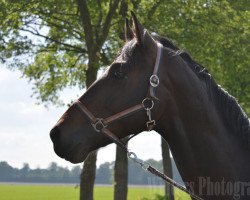 stallion Niño Kanto du Vlist (Belgian Warmblood, 2013, from Crescendo)