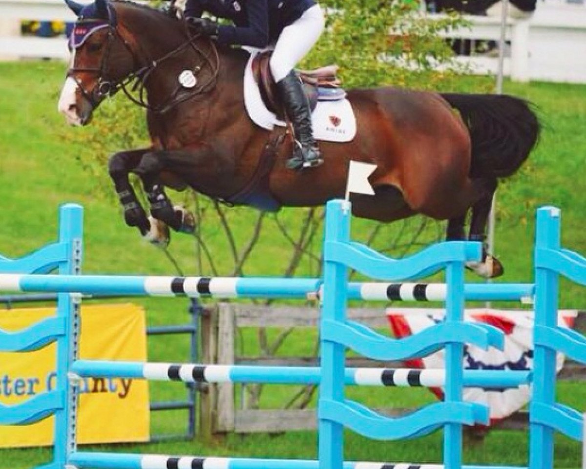 jumper Fidel van de Kooldries (Belgian Warmblood, 2005, from Clinton I)