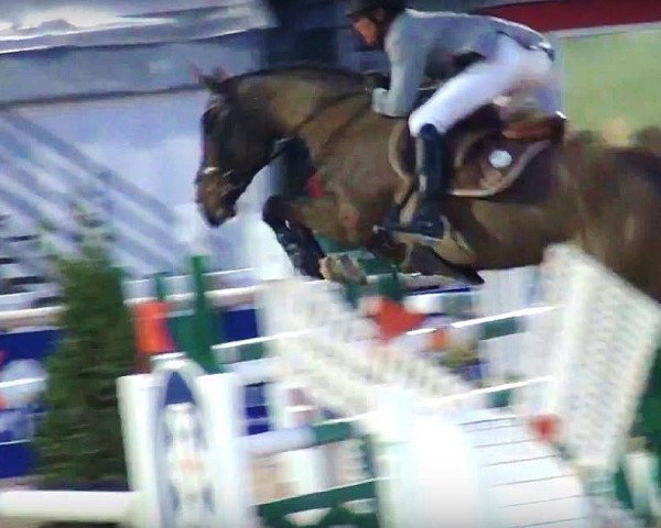 broodmare Elastigirl (KWPN (Royal Dutch Sporthorse), 2001, from Heartbreaker)