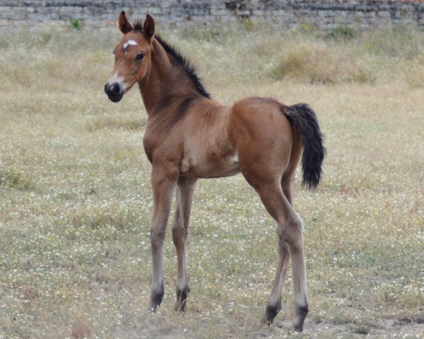 stallion Manhattan Fly (KWPN (Royal Dutch Sporthorse), 2017, from Epsom Gesmeray)