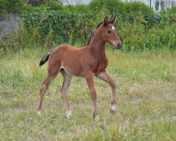 horse Ustralia Fly Z (Zangersheide riding horse, 2017, from Utah van Erpekom)