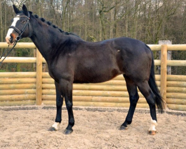 broodmare Somara van de Grundeval (Belgian Warmblood, 1995, from Voltaire)