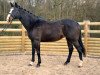 broodmare Somara van de Grundeval (Belgian Warmblood, 1995, from Voltaire)