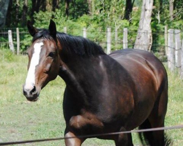 broodmare Dubai Demi Lune Z (Zangersheide riding horse, 2004, from Darco)