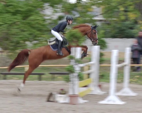 Reitturnier Greppin 2018
