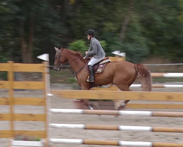 Reitturnier Greppin 2018