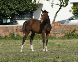 jumper Tripel Karmeliet Fly Z (Zangersheide riding horse, 2016, from Troubadour by Wisbecq)