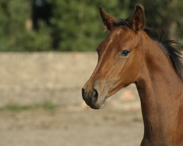 Pferd Ulahoop Fly Z (Zangersheide Reitpferd, 2016, von Utah van Erpekom)