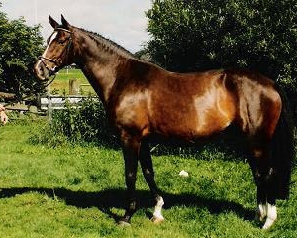 broodmare Kalista (KWPN (Royal Dutch Sporthorse), 1992, from Voltaire)