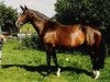 broodmare Kalista (KWPN (Royal Dutch Sporthorse), 1992, from Voltaire)