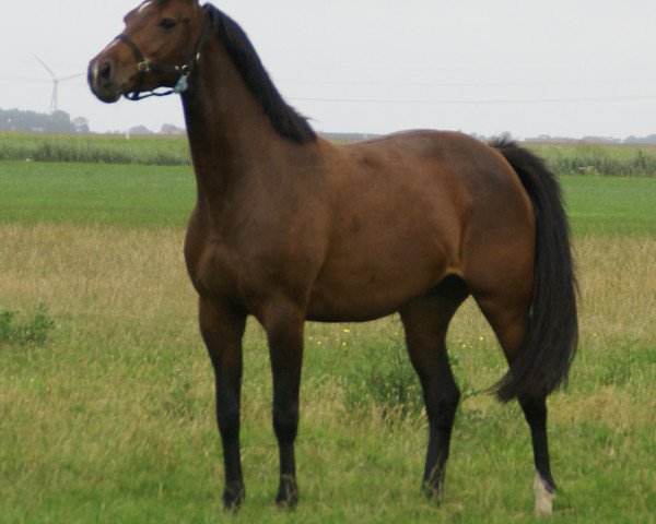 broodmare Colista (Royal Warmblood Studbook of the Netherlands (KWPN), 2007, from Numero Uno)