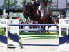 jumper All In (KWPN (Royal Dutch Sporthorse), 2005, from Aachen)