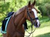 dressage horse Feenzauber 12 (Westphalian, 2005, from Wiscont B)