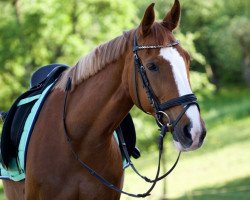 dressage horse Feenzauber 12 (Westphalian, 2005, from Wiscont B)