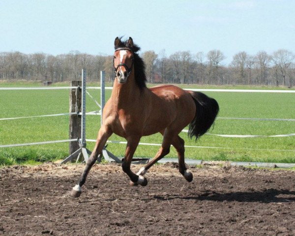 Springpferd Eagle van Stijns Hoeve (KWPN (Niederländisches Warmblut), 2009, von Zambesi TN)