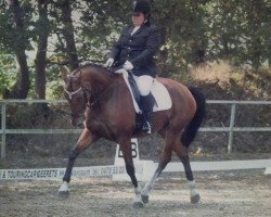 horse Zimba (KWPN (Royal Dutch Sporthorse), 2004, from Orlando van de Heffinck)