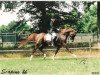 stallion Scapino BB ox (Arabian thoroughbred, 1990, from Gomel ox)