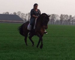 broodmare Zilke (KWPN (Royal Dutch Sporthorse), 2004, from Obelisk)