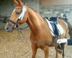 broodmare Komtess (German Riding Pony, 1998, from Justin)