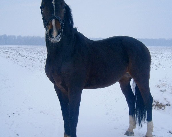 dressage horse Rovaldi (Oldenburg, 2007, from Rosario)